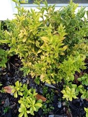Sarcococca confusa