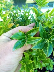Sarcococca confusa