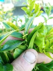 Sarcococca confusa