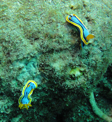 Chromodoris annae
