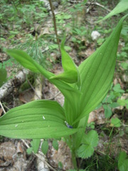 Cypripedium calceolus