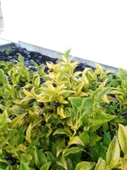 Sarcococca confusa