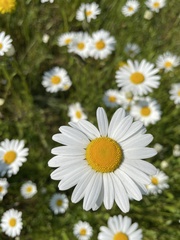 Leucanthemum