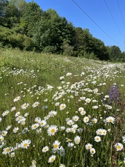 Leucanthemum