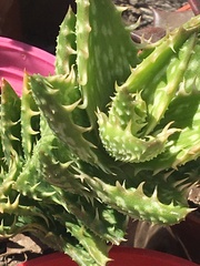 Aloe juvenna