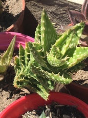 Aloe juvenna