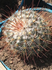 Mammillaria bombycina
