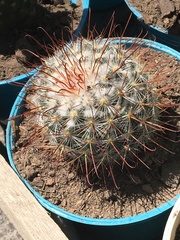 Mammillaria bombycina