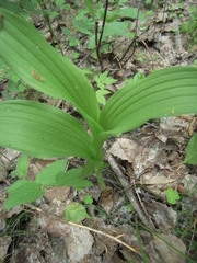 Cypripedium calceolus