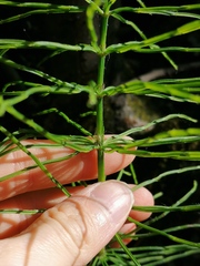 Equisetum