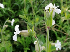 Silene latifolia