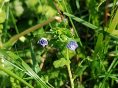 Veronica persica