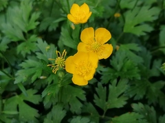 Ranunculus repens