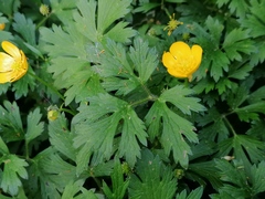 Ranunculus repens