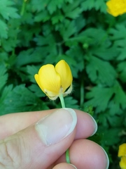Ranunculus repens