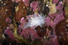 Lophodoris danielsseni