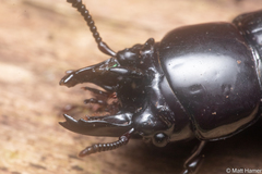 Phrenapatinae