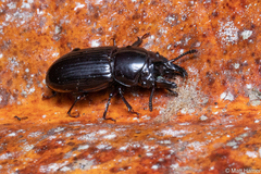 Phrenapatinae