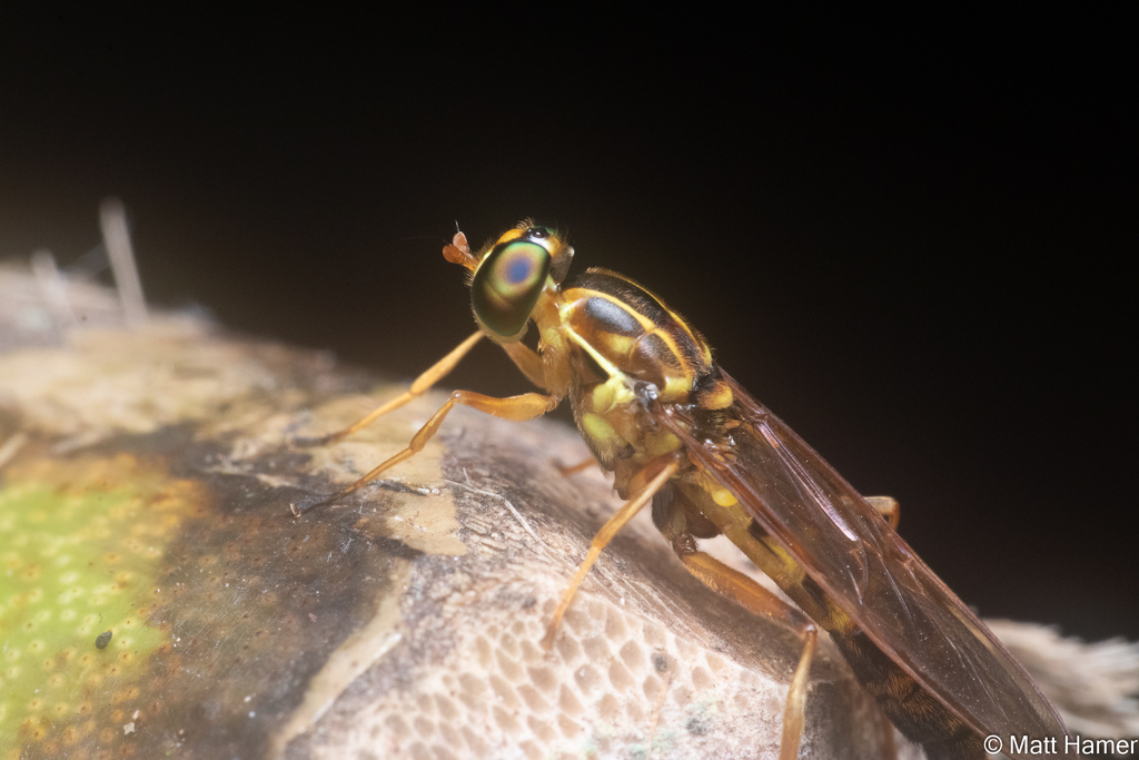Acrochaeta convexifrons