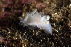 Lophodoris danielsseni
