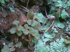 Asplenium subglandulosum