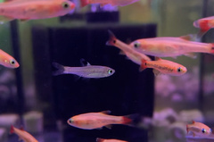 Brevibora dorsiocellata