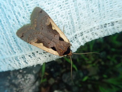 Dichagyris triangularis