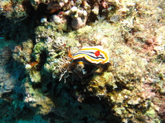 Chromodoris magnifica