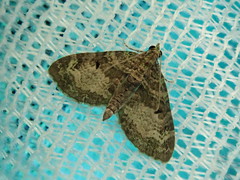 Chloroclystis excisa