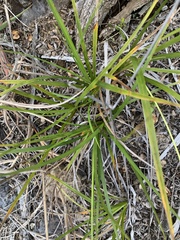 Carex wahuensis