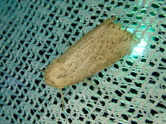 Mythimna flavostigma