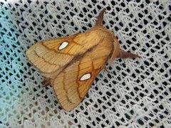 Somadasys brevivenis