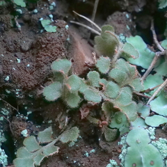 Asplenium subglandulosum