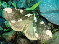 Macrothyatira flavida