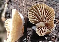 Simocybe haustellaris