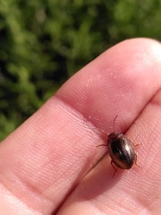 Chrysolina americana