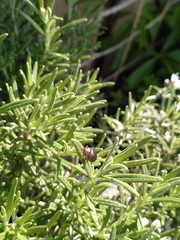 Chrysolina americana