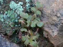 Asplenium subglandulosum