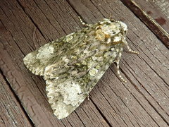 Craniophora ligustri