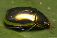 Chrysina