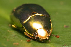 Chrysina