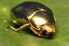 Chrysina