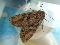 Lacanobia contrastata