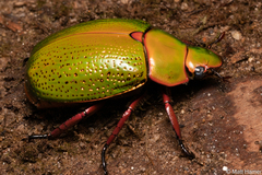 Chrysina spectabilis