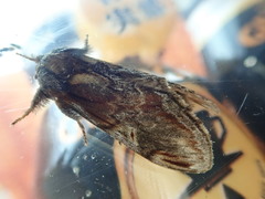 Notodonta stigmatica