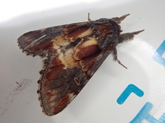 Notodonta dembowskii