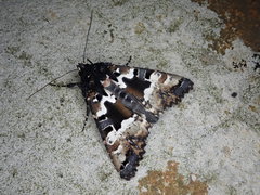 Phlogophora illustrata