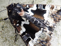 Phlogophora illustrata