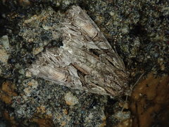 Lacanobia contrastata