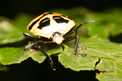 Catacanthini